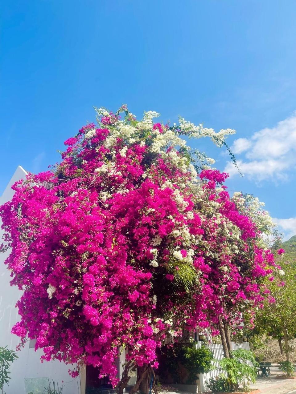 Moc Homestay- Near Bai Dai Beach Cam Lam Εξωτερικό φωτογραφία